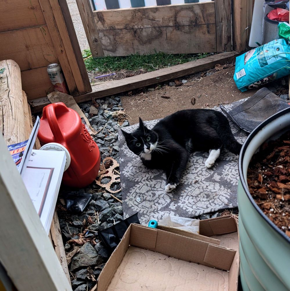 A tuxedo cat hanging out in my greenhouse.  He's wiry and anxious, and his green eyes stare at the camera with crazy cat energy 