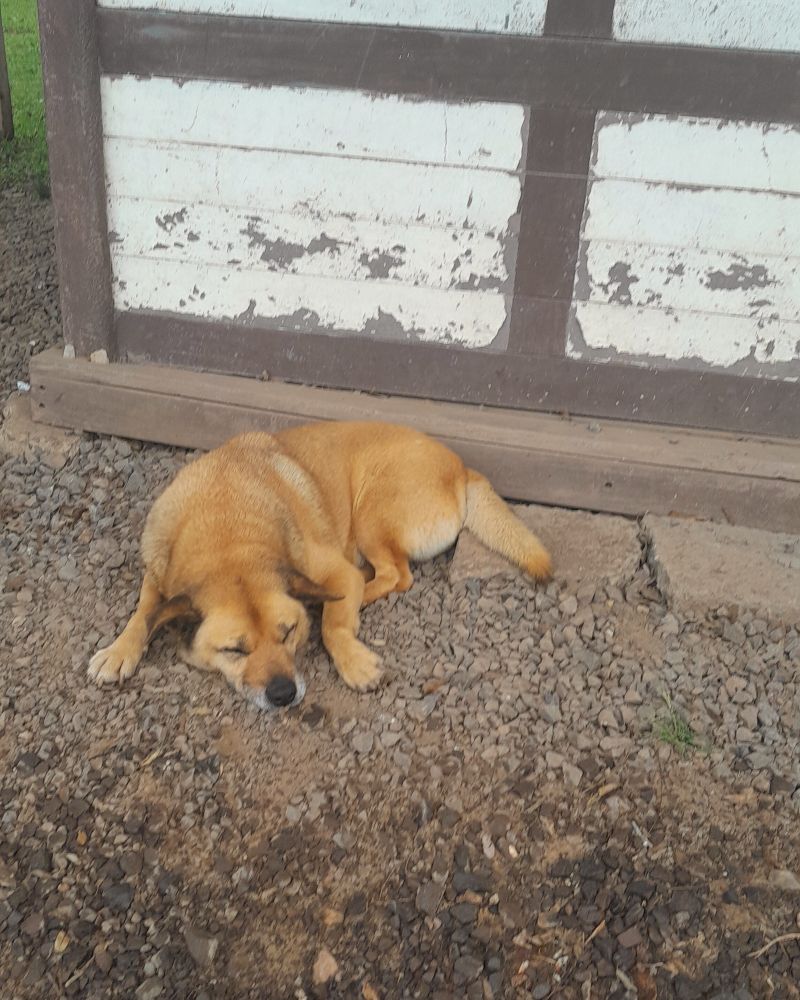 cusco gordo sesteando