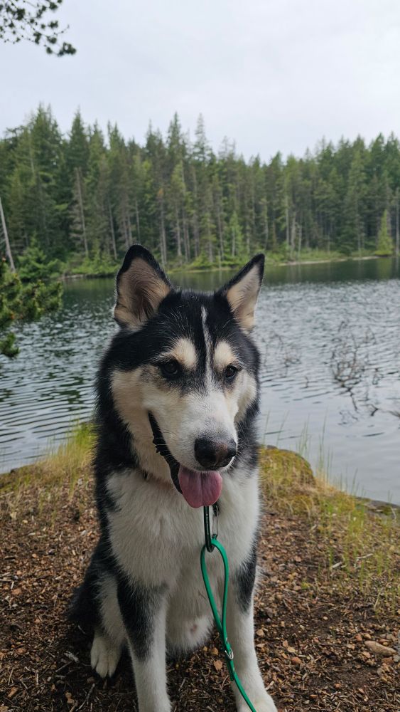 Zeus sitting beside another lake we hiked to. I loved his expressive eyebrows.