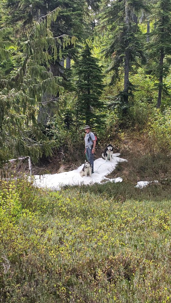 Our huskies were so happy to find some remnants of snow on our hike today. The mosquitos were horrendous!