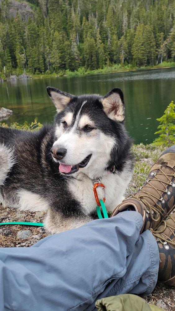 Our husky Zeus enjoying a lunch break beside a beautiful lake. Laying by my husbands feet.