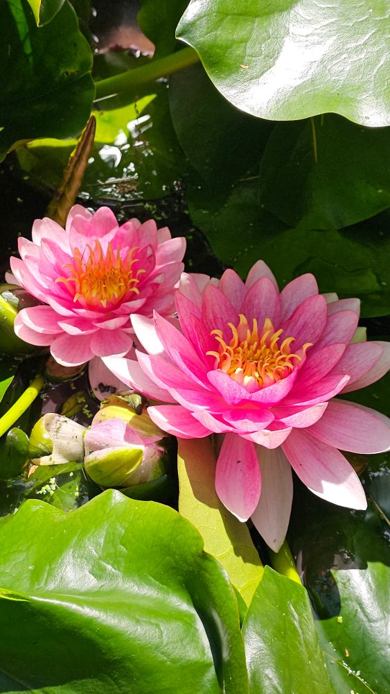 Pink water lilies floating in our pond.