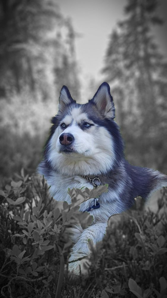 Husky laying in the meadow.