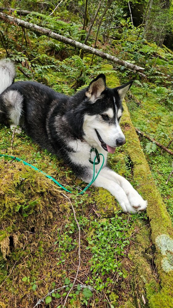 Zeus laying in the soft green moss of the forest floor with his paws crossed at ease.