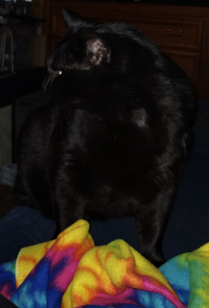 Allie, a black cat, sitting on a rainbow fleece blanket that is on a sofa. Side profile.