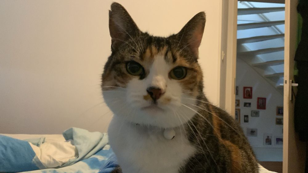 Wit gevlekte kat kijkt close-up in camera, zit op bed. 