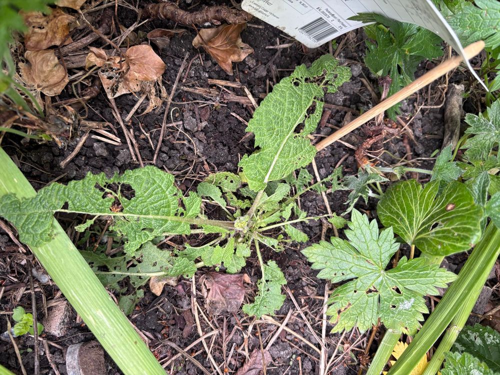 Kaal gevreten blaadjes van een salie plantje in de tuin. 