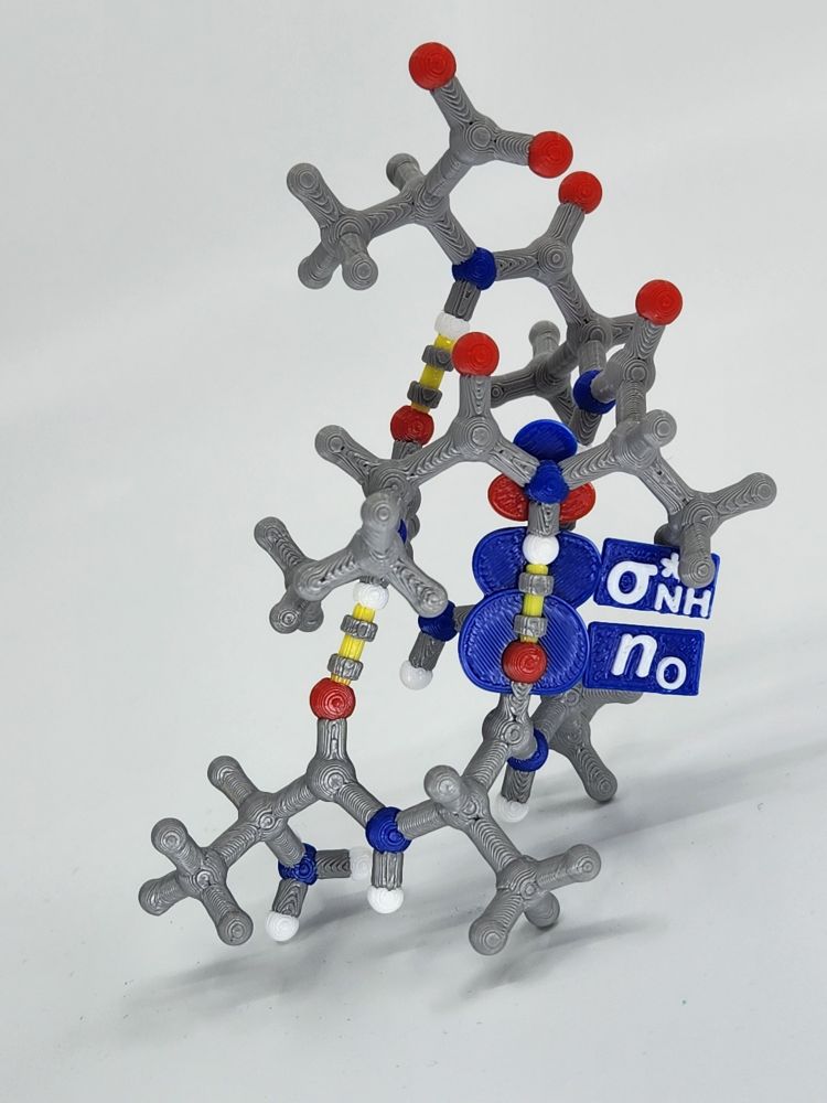 3D print of an alanine derived alpha helix showing a hydrogen bond orbital interaction between two amino acids at the i and i+4 positions.