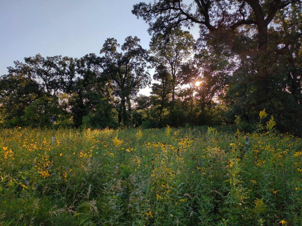 sunset over a small prairie behind some trees