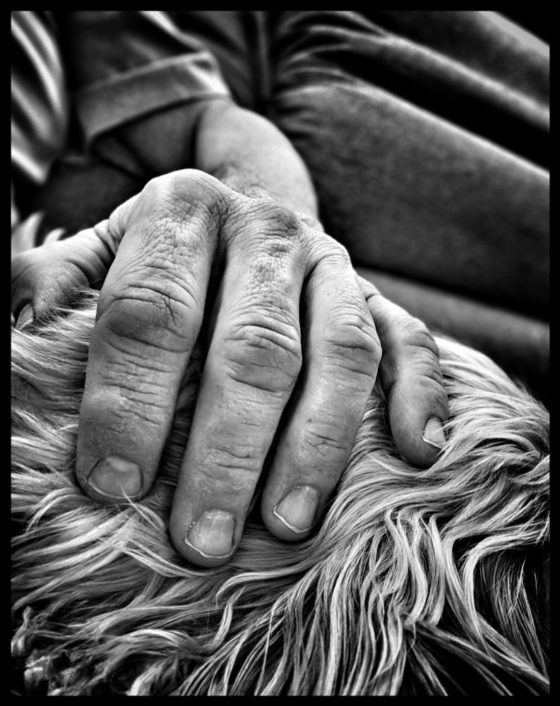 Männerhand die auf dem fell eines Hundes liegt. Schwarzweiß 