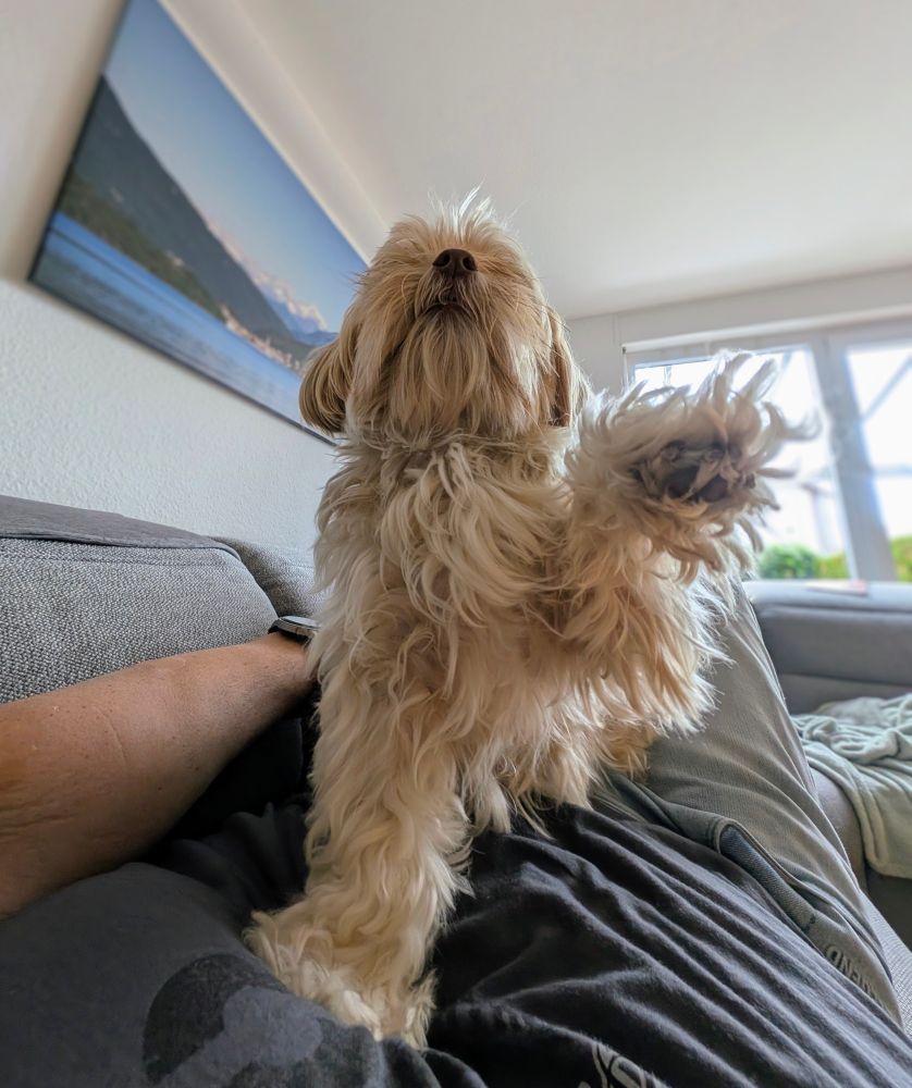 Kleiner, beiger Bolonka Zwetna sitzt auf meinem Bauch und gibt Pfote. 