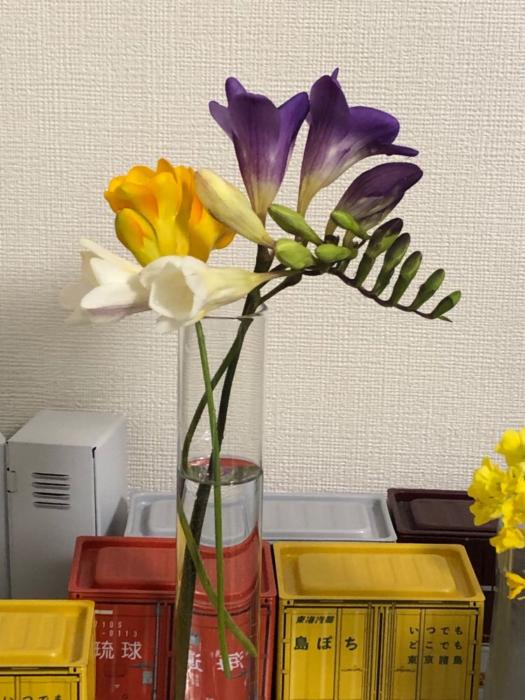 フリージアの切り花の写真
花色は白、黄色、紫