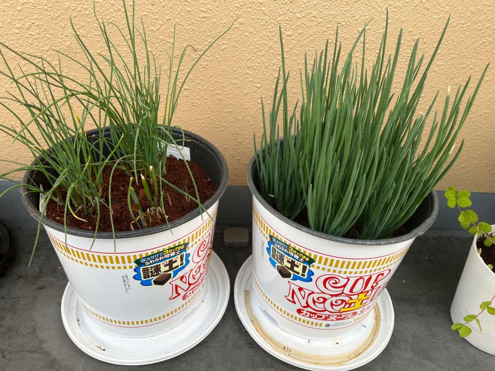 カップヌードルデザインの植木鉢にネギ類が植えられている写真。
チャイブは細く少し広がり気味、ニラは葉の伸びが短いまま止まっている様子、はつかねぎはしっかりと立ち上がった葉をしている