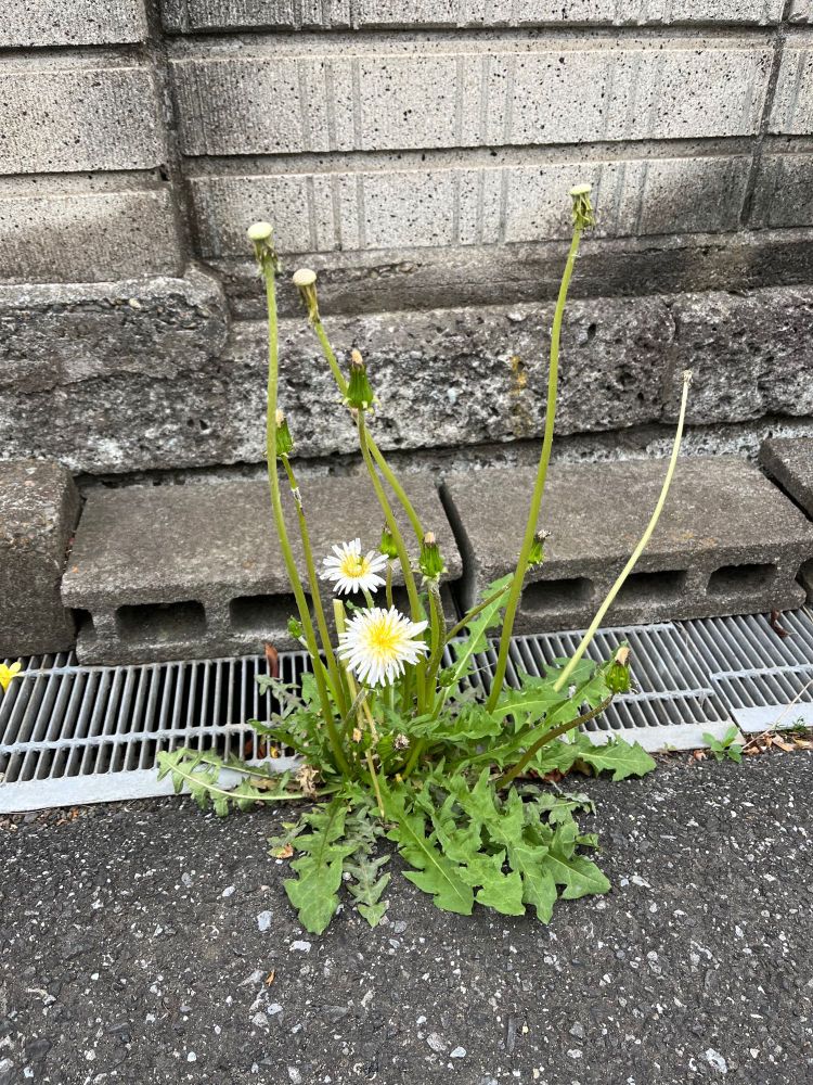 ブロック塀の手前、側溝とアスファルトの隙間に咲くシロバナタンポポの写真