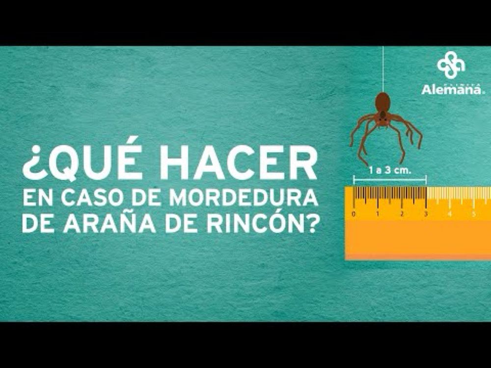 ¿Qué hacer en caso de mordedura de araña de rincón? - Clínica Alemana