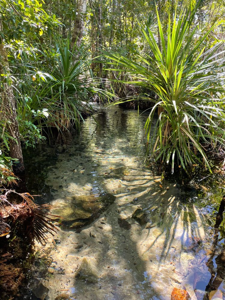 Clear creek flowing through tropical riverine forest