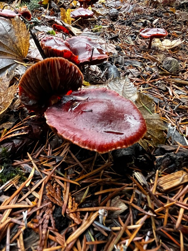 Reddish mushroom