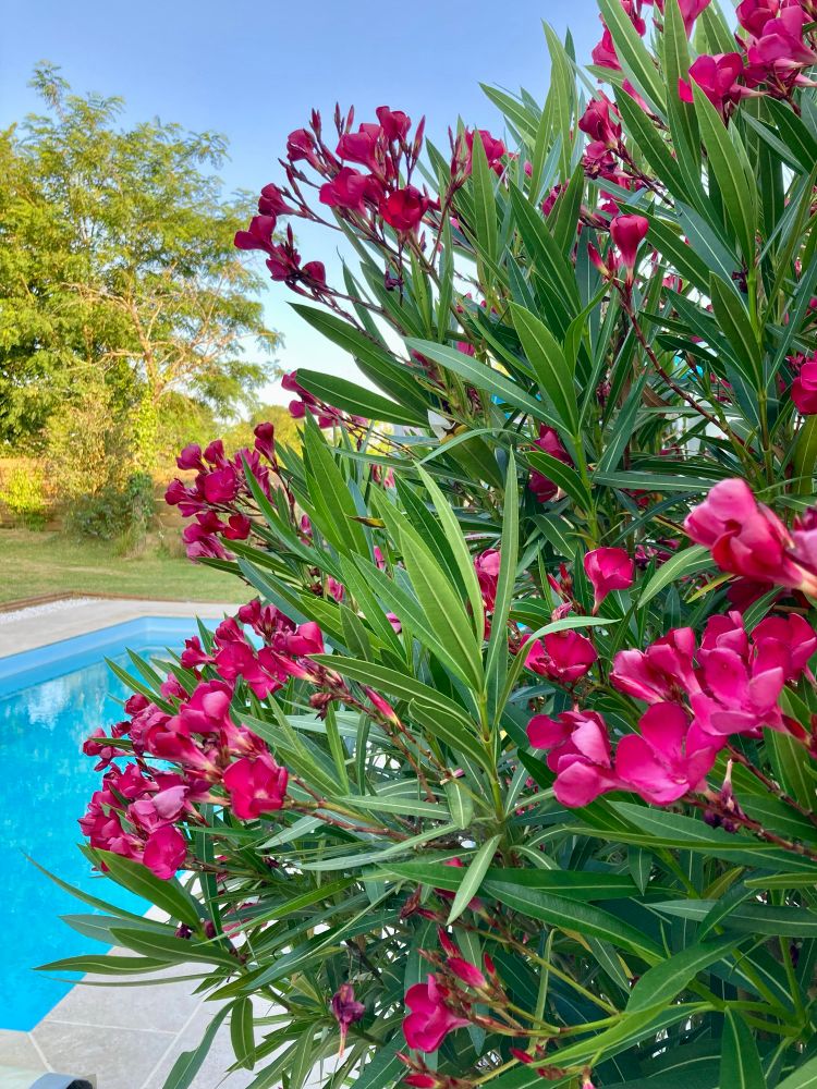 Joli laurier rouge, devant une piscine 
