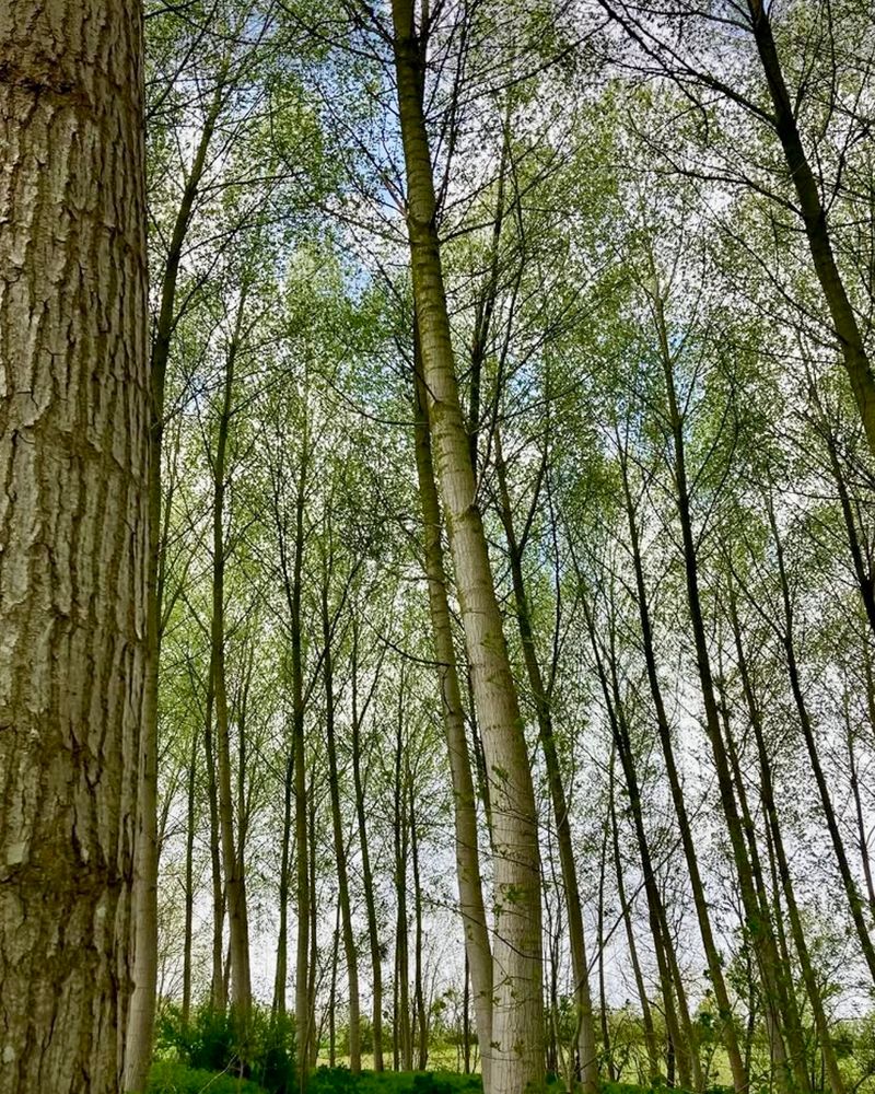 De grands arbres dans un bois