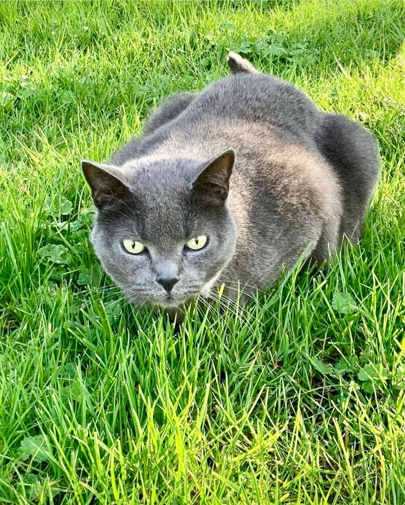 Grey cat on green lawn