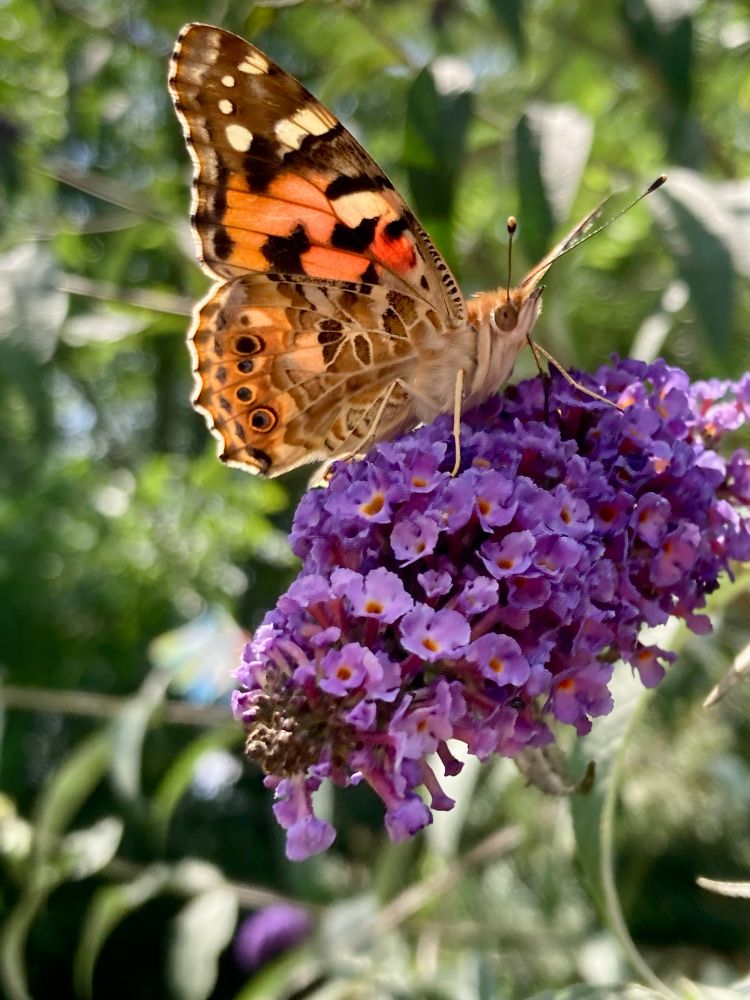 Papillon marron posé sur les fleurs de l’arbre aux papillons