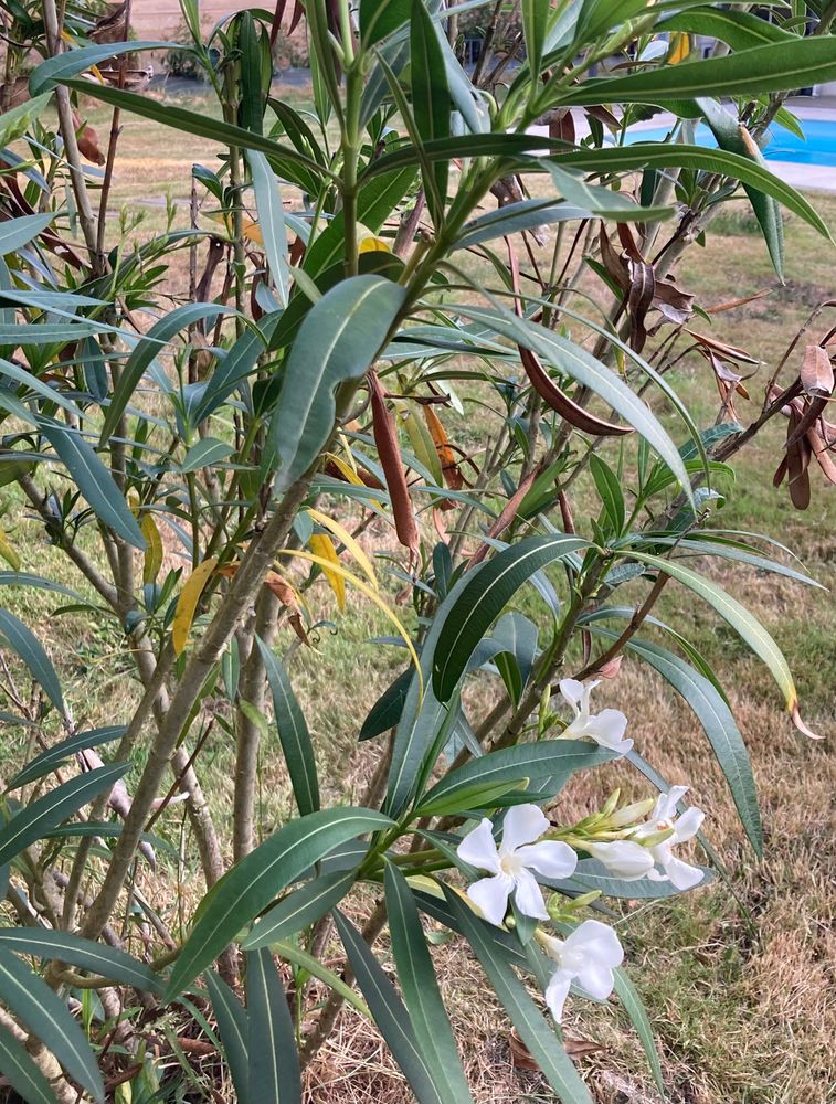 Laurier blanc peu fleuri