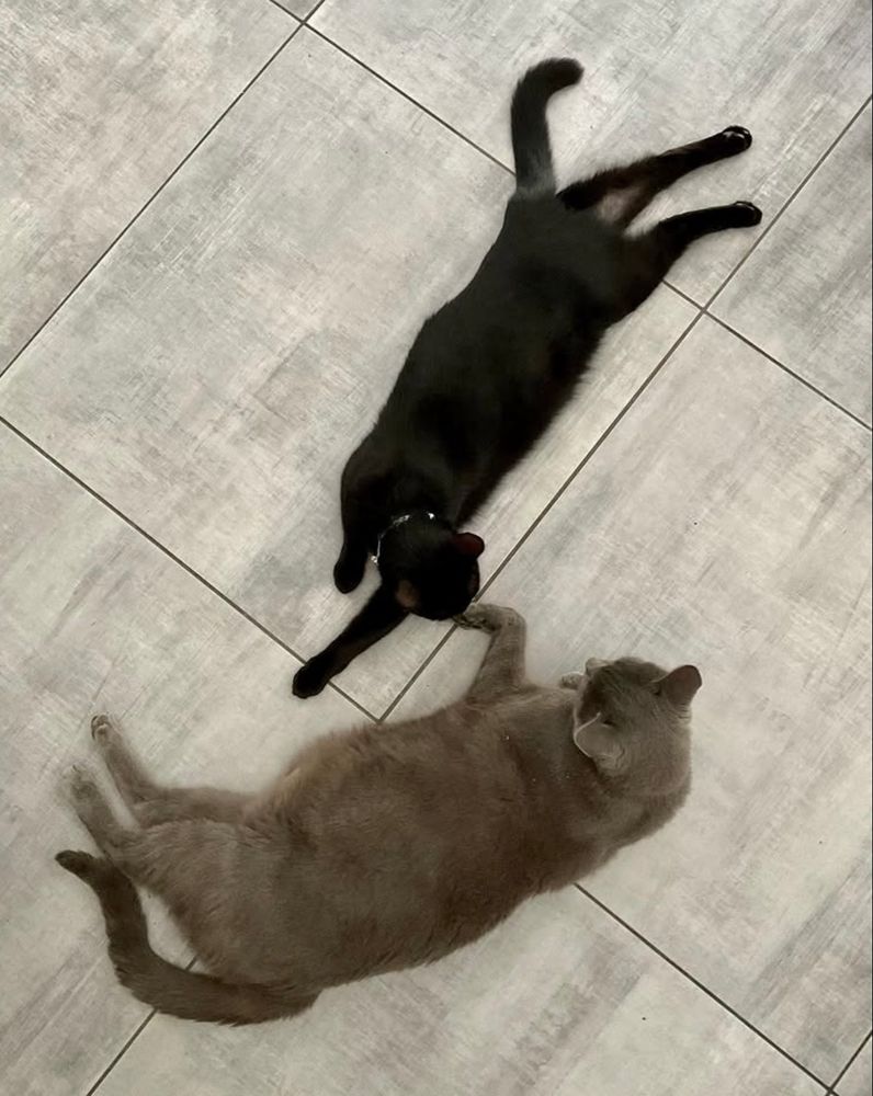 Un chat gris et un chat noir allongés sur le carrelage de la cuisine.