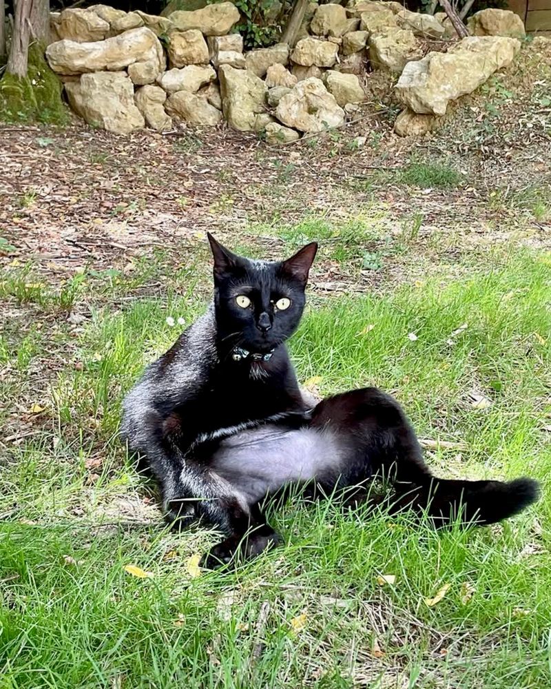 Chat noir surpris à faire sa toilette