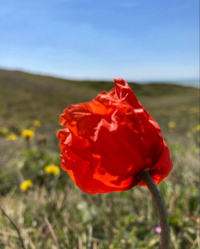 Coquelicot en gros plan