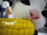 a close up of a cat eating corn on the cob with the word nom in the background