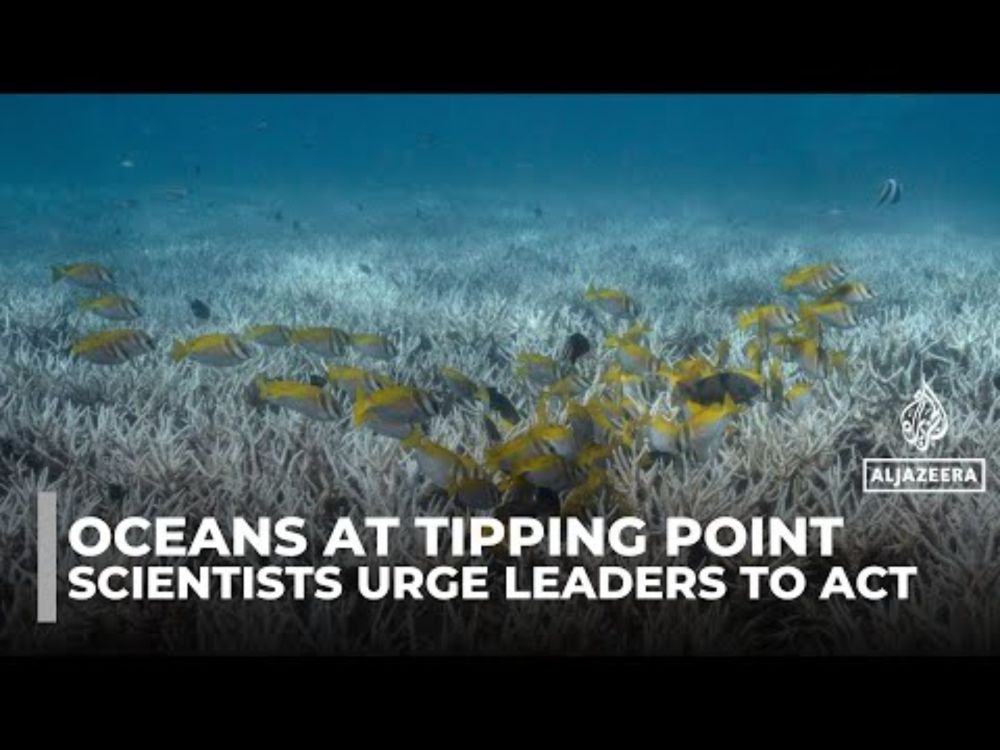 UN Ocean Summit warns of marine collapse, urges global action as Attenborough film highlights crisis
