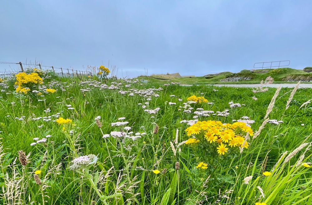 Yellow daises amid tall grass beside a stone-walled monument 
