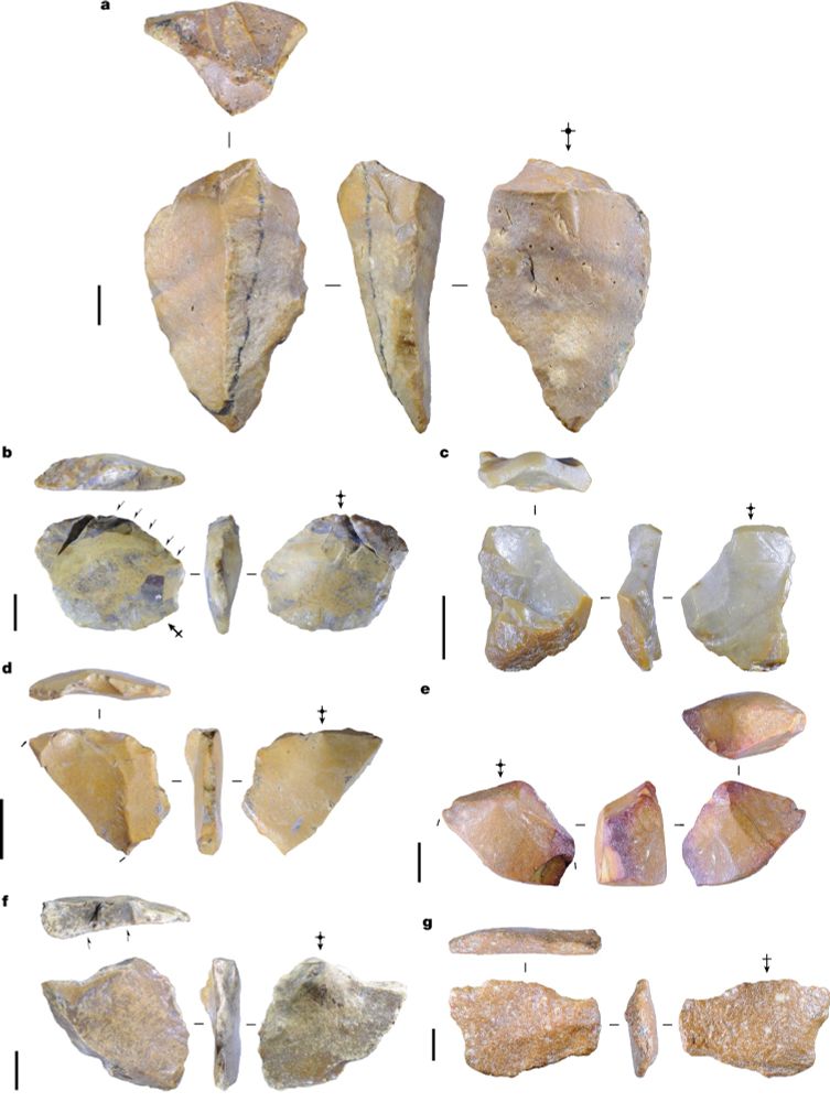 Figure 2 from a new publication on ancient stone tools from Sulawesi. Seven light-coloured stone flakes are shown on a white background, each photographed from four different angles. The original caption reads: ‘a, Artefact 1: a large chert flake discovered partially exposed on the surface in a heavily cemented conglomerate. A black linear mineral stain marks the boundary between the exposed part of the flake and the portion embedded in the sandstone. b, Artefact 2: a medium-sized retouched flake struck from a core made from brecciated chert. The arrows indicate the direction of retouch scars across the dorsal face. c, Artefact 3: a small flake struck from a water-rolled chert cobble. d, Artefact 4: a small flake with moderate taphonomic (that is, non-cultural) flaking to both faces (it is broken diagonally). e, Artefact 5: the proximal end of a large flake broken by weathering. f, Artefact 6: a medium-sized redirecting flake struck onto a relatively flat cortical surface of a water-worn chert cobble. g, Artefact 7: a heavily abraded flake with moderate to heavy taphonomic flaking to both faces. Scale bars, 10 mm.’