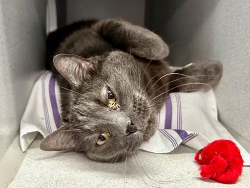 Adopt Bluey (226862) at ACC of NYC