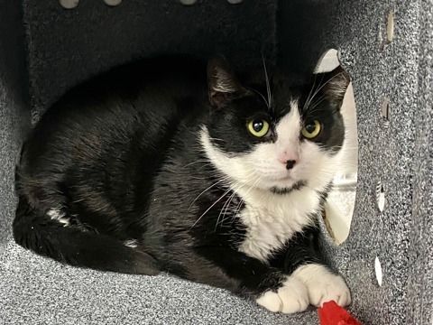 Babygirl is at-risk of euthanasia and needs placement. Please consider opening your home today!