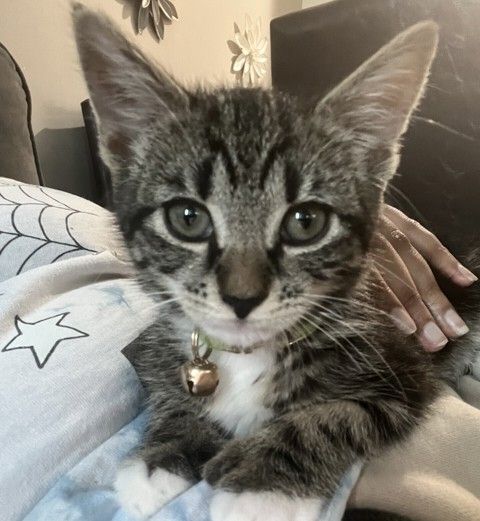 Sundar Popo is at-risk of euthanasia and needs placement. Please consider opening your home today!