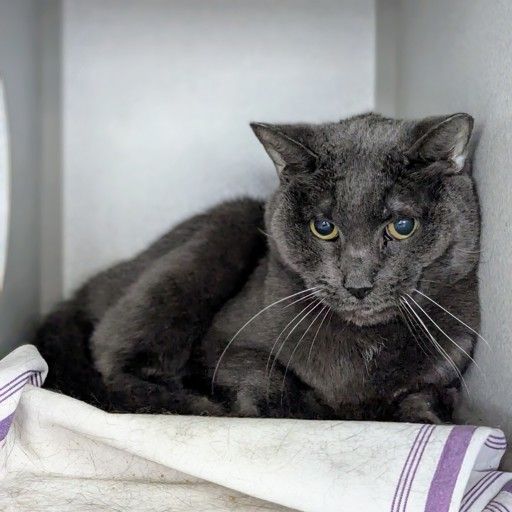 Adopt Blue Clues  (226827) at ACC of NYC