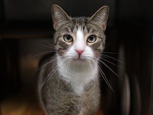 Adopt Castin (200854) at ACC of NYC