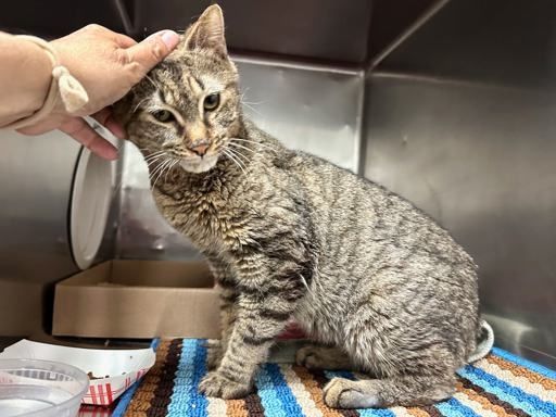 Adopt Winter  (230932) at ACC of NYC