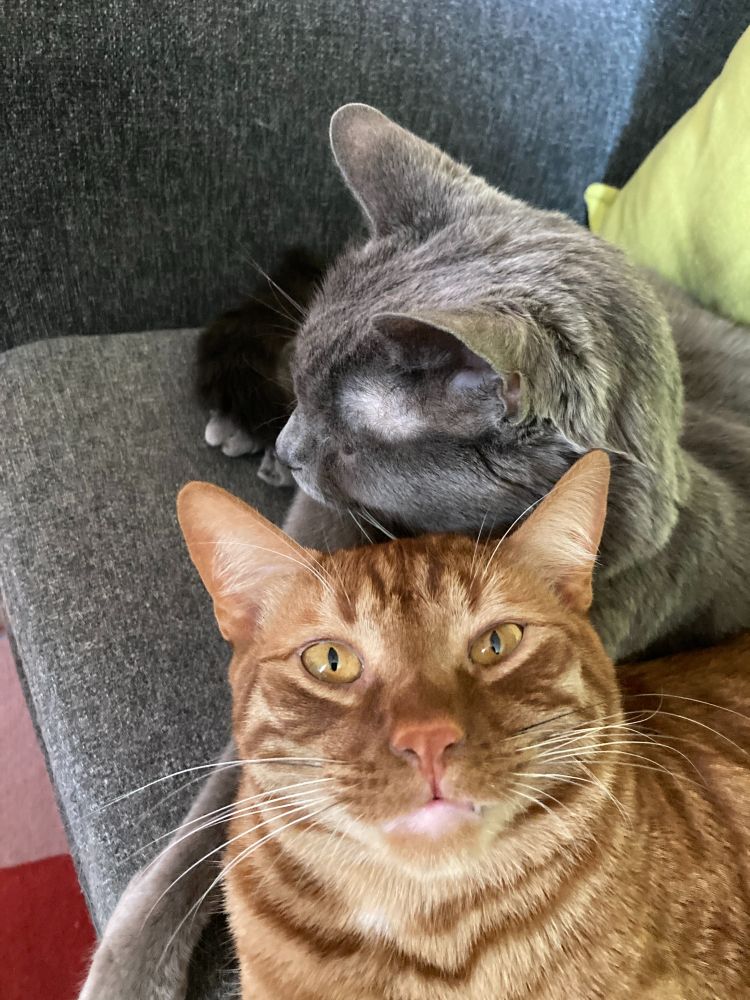 Two cats shot in close-up against a gray chair. An orange tabby kitten with copper eyes and an orange nose stares directly into the camera lens, his back to the other cat. A large grey cat is seen in profile, looking away from the camera, away from this annoying orange kitten, away from everything that disrupts his inner peace. Or at least that's what he wishes he were accomplishing. 