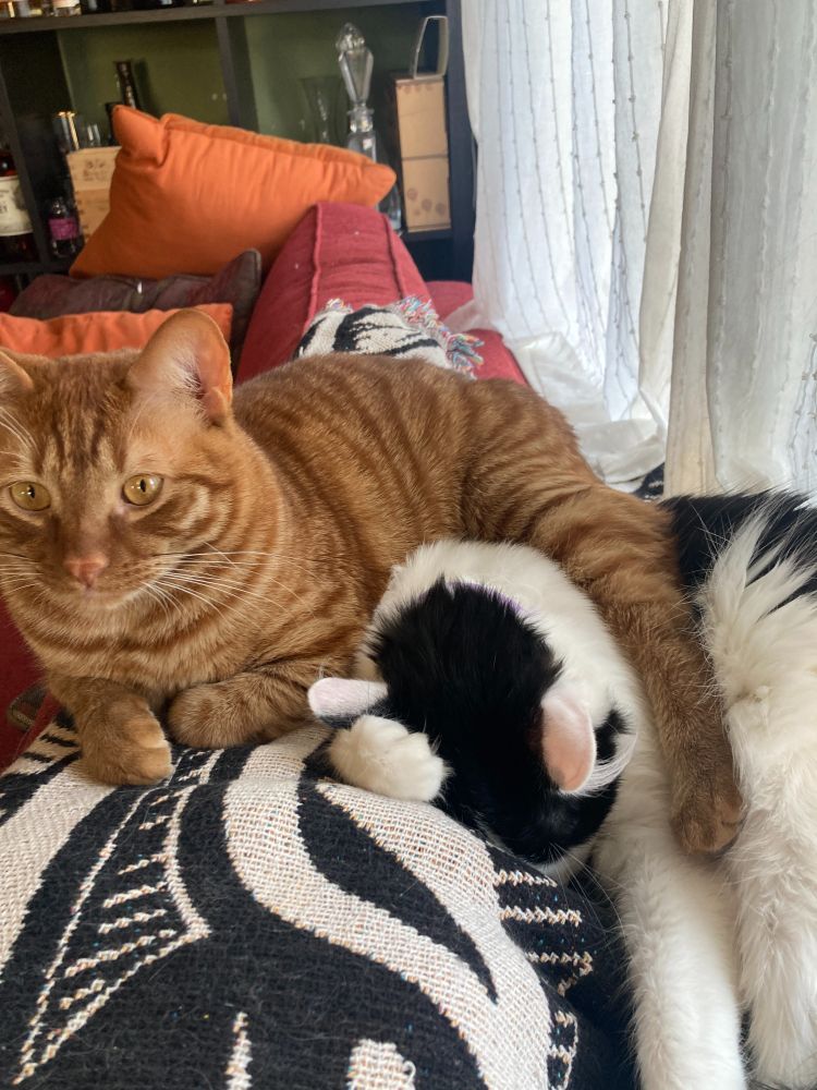 Two cats are pictured laying on a black and white blanket on the back of a red-orange couch. On the right, a white-and-black medium-haired cat is fast asleep, one white paw wrapped over his little black 