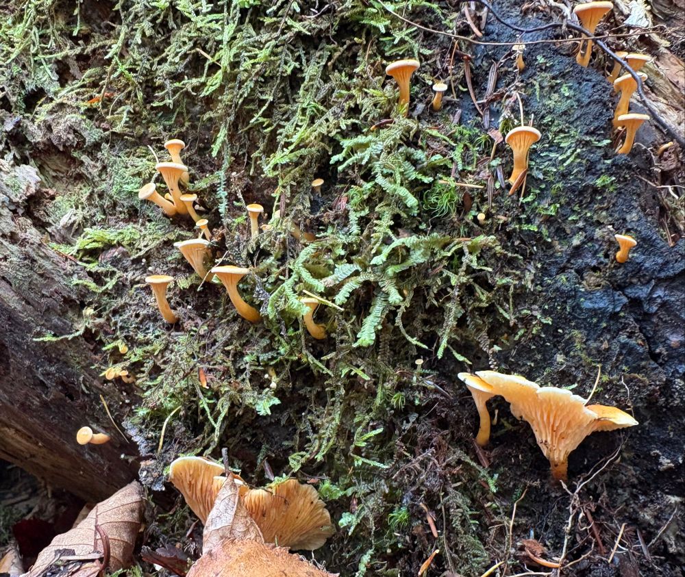 Bunches of tiny mushrooms in a mossy stump