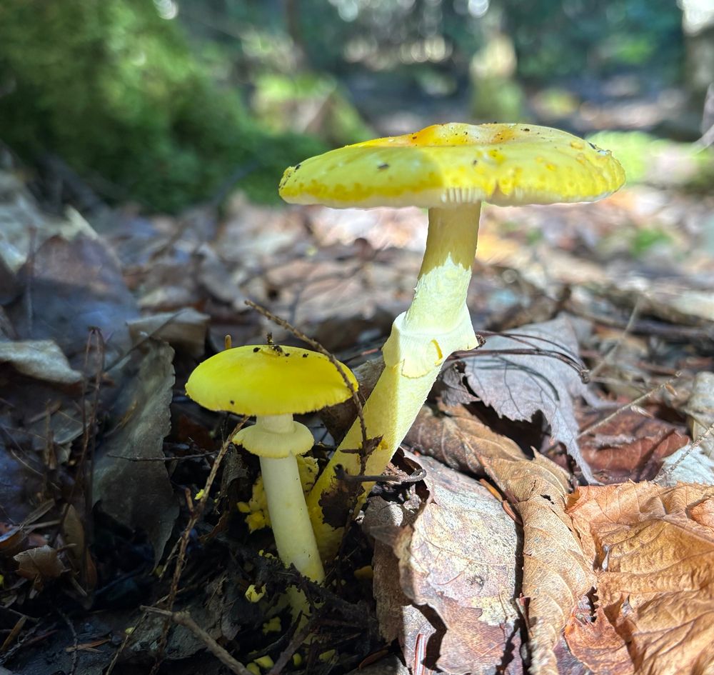 Two yellow mushrooms in dead leaves