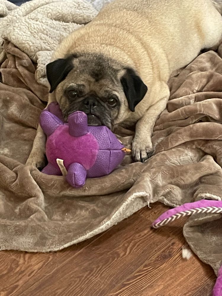 A pug on a blanket with his head resting on a purple toy.