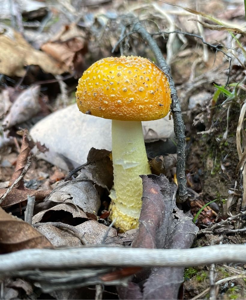 An orange amanita mushroom in dead leaves
