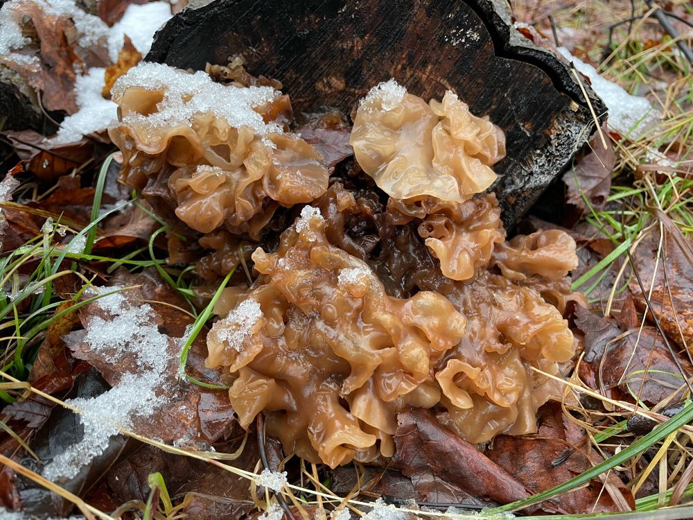 Slimy looking fungus growing on a log with some snow