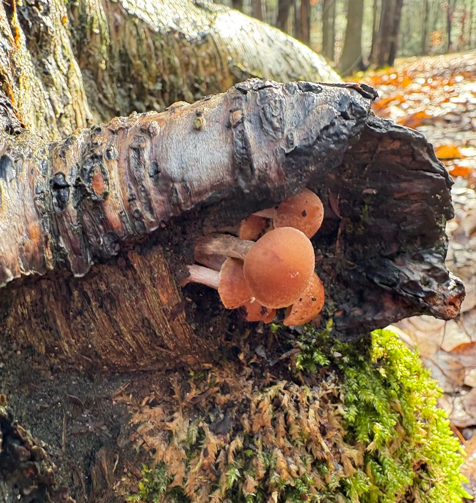 A bunch of tiny mushrooms growing inside a mossy tree root