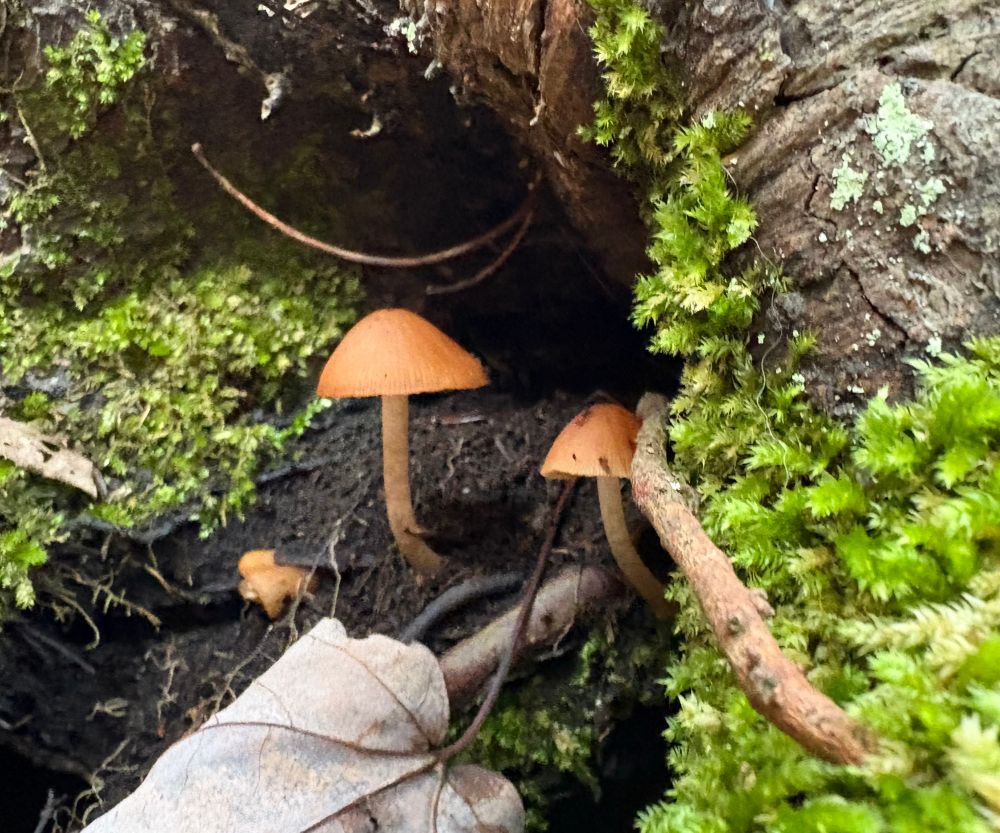 Three orange mushrooms in soil under a mossy covered stump