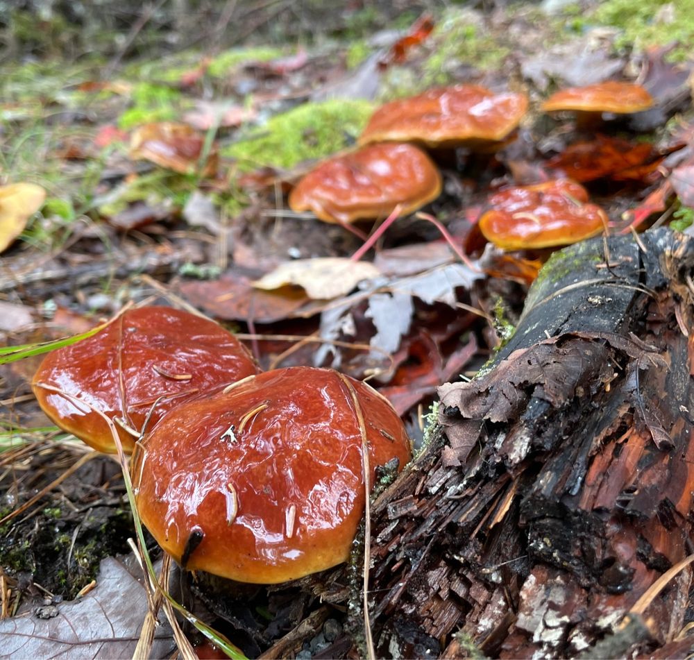 Wet brown mushrooms growing in dead leaves