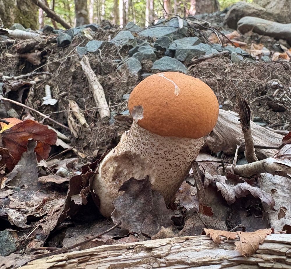 A birch bolete growing in dead leaves